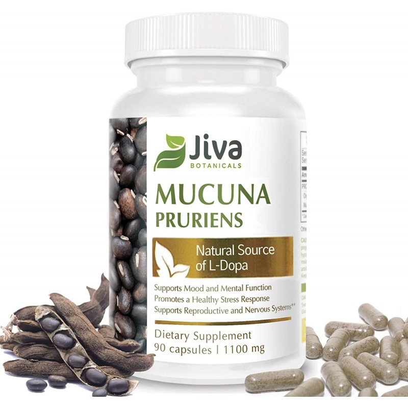 Mucuna Pruriens 캡슐 (1100 mg) – L Dopa Mucuna 고급 Mucuna Pruriens 분말 및 벨벳 콩 추출물 포뮬러 – Jiva Botanicals (90 캡슐)