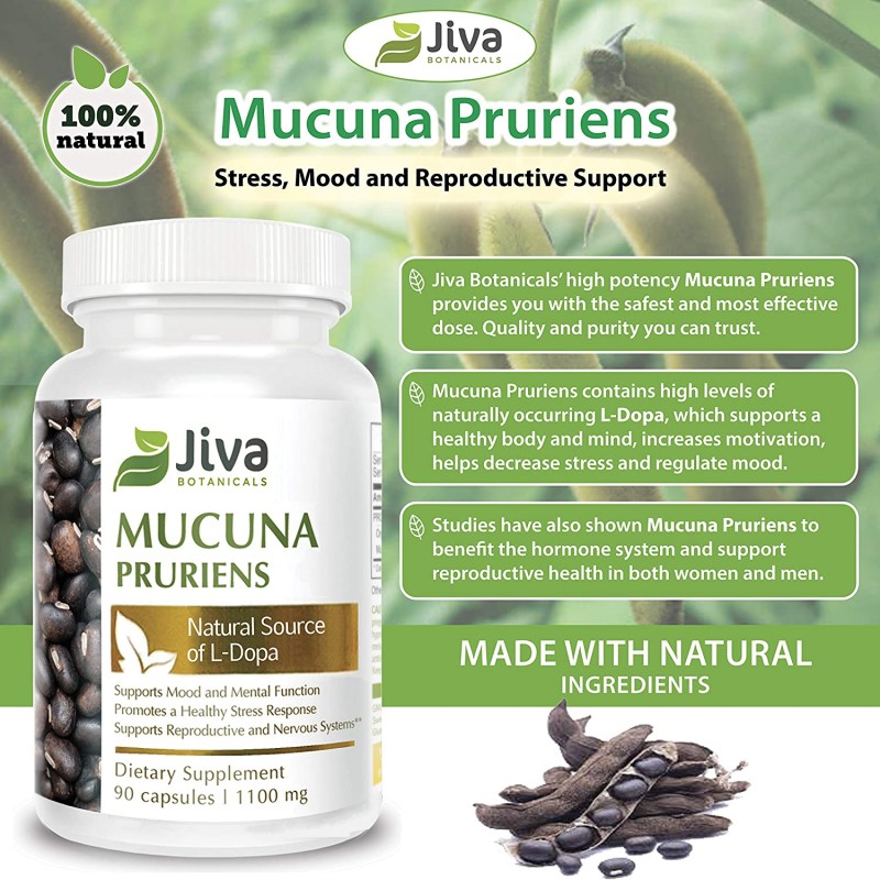 Mucuna Pruriens 캡슐 (1100 mg) – L Dopa Mucuna 고급 Mucuna Pruriens 분말 및 벨벳 콩 추출물 포뮬러 – Jiva Botanicals (90 캡슐)
