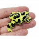 WitnyStore 1⅞" 긴 밝은 노란색 검정색 패치 개구리 세라믹 입상-개구리 두꺼비 양서류 동물 작은 인형 소형 손으로 그린 ​​도자기 선물 기념품 장식 수집품