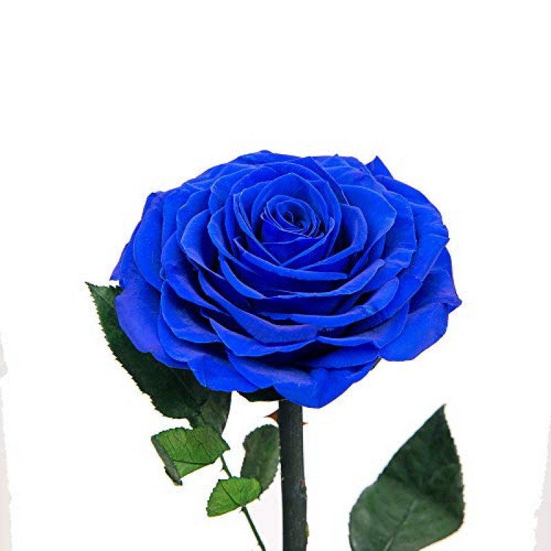 프리저브드 장미 블루 장미 수제 프리저브드 플라워 유리돔 속 리얼 로즈, 그녀를 위한 장미 선물, 발렌타인 데이, 어버이날, 생일, 크리스마스, 기념일(9인치, 블루)