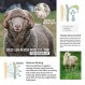 SHEEP RUN 여성용 메리노 울 티셔츠 통기성 위킹 하이킹 요가 루즈 피트 기본 레이어 셔츠