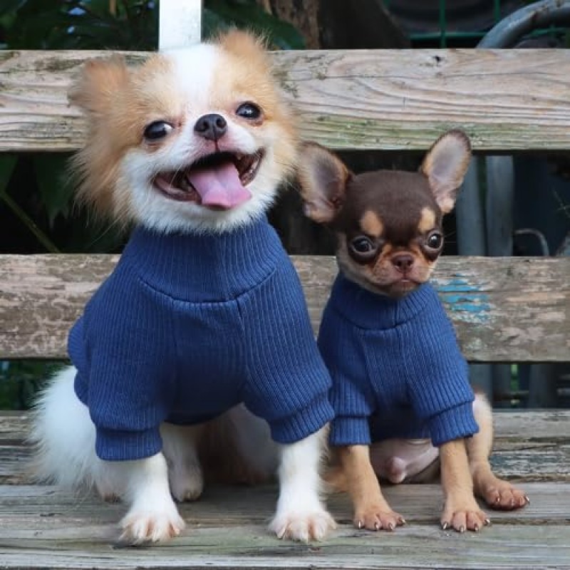 LOPHIPETS 찻잔용 소형 개 터틀넥 스웨터 치와와 Yorkie 강아지 고양이 옷-블루/XXS