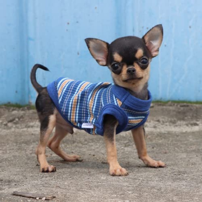 LOPHIPETS 작은 개를위한 100% 코튼 리브 개 셔츠 조끼 찻잔 치와와 Yorkie 강아지 옷 탱크 티-블루/XXS