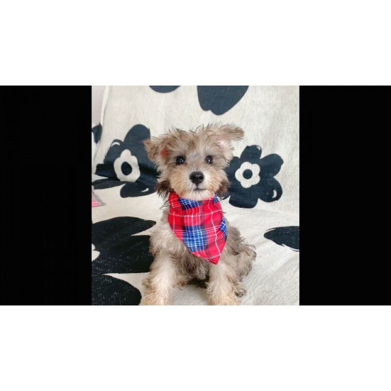 XPUDAC 100 Pcs 개 Bandanas 개를위한 대량 격자 무늬 개 두건 스카프 Bib 소형 중형 대형견 용 빨 수있는 조절 가능한 행커치 고양이 크리스마스 생일 휴일 애완 동물 액세서리