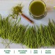 Amazing Grass 밀싹 분말: 에너지, 해독 및 면역 지원을 위한 100% 통잎 밀풀 분말, 녹색 채소를 제공하는 엽록소, 100회분