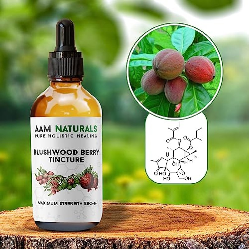 AAM Naturals 블러쉬우드 베리 팅크 식이 보충제 – 120ml EBC-46 남성 및 여성용 면역 지원 보충제 – 경구 및 국소 – 실험실 테스트 및 인증됨