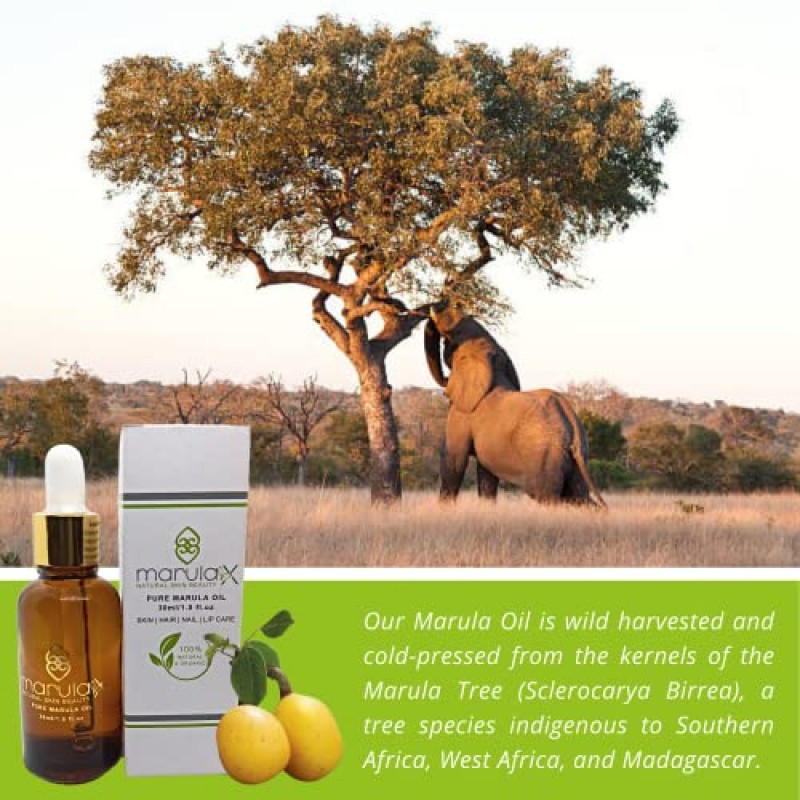MarulaX 럭셔리 100% 순수 버진 마룰라 오일│아프리카 마룰라 나무 열매에서 추출한 냉압착 마룰라 페이셜 오일│안티에이징 스킨 케어 & 페이스 모이스처라이저│글루텐 프리 스킨, 네일 & 헤어 케어–30ml/1Fl Oz