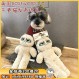 영국 GRUMPYCAT 심술 고양이 애완견 소리 장난감 봉제 동반자 장난감