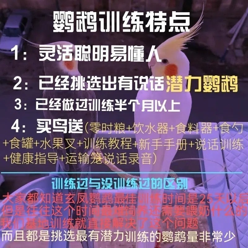 [훈련된 앵무새] 살아있는 동물은 말을 배울 수 있으며 손을 사용해야만 애완동물로 키울 수 있습니다. 노란 앵무새 새끼 한쌍 1B