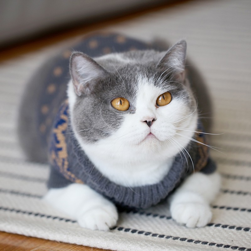 고양이 옷, 애완 동물 영국 짧은 고양이 옷, 새끼 고양이 가을 겨울 옷, 샴 고양이 하이 칼라 털이없는 고양이 겨울 따뜻한 스웨터