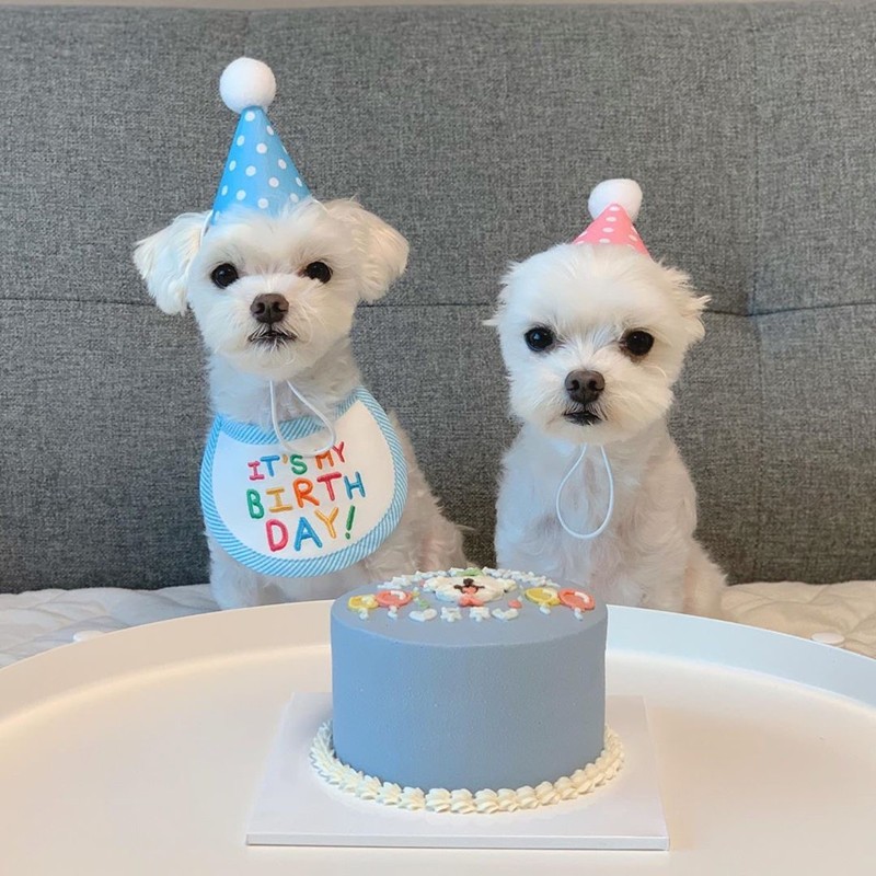 개와 고양이를위한 Baojuan 귀여운 생일 턱받이 테디 Bichon Pomeranian 턱받이와 입 닦음 애완 동물 장식