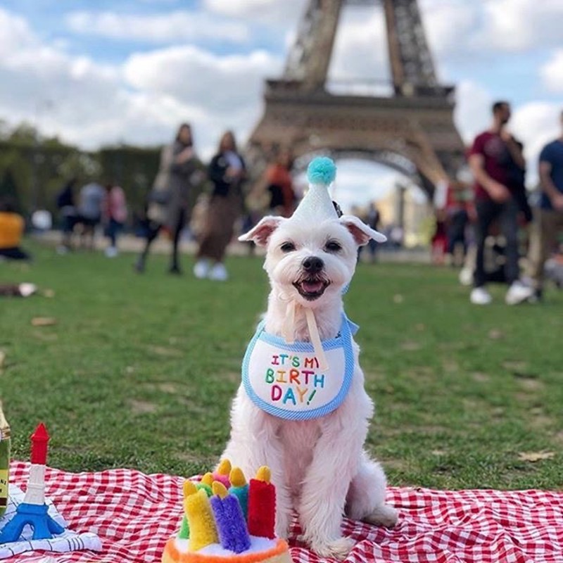 개와 고양이를위한 Baojuan 귀여운 생일 턱받이 테디 Bichon Pomeranian 턱받이와 입 닦음 애완 동물 장식