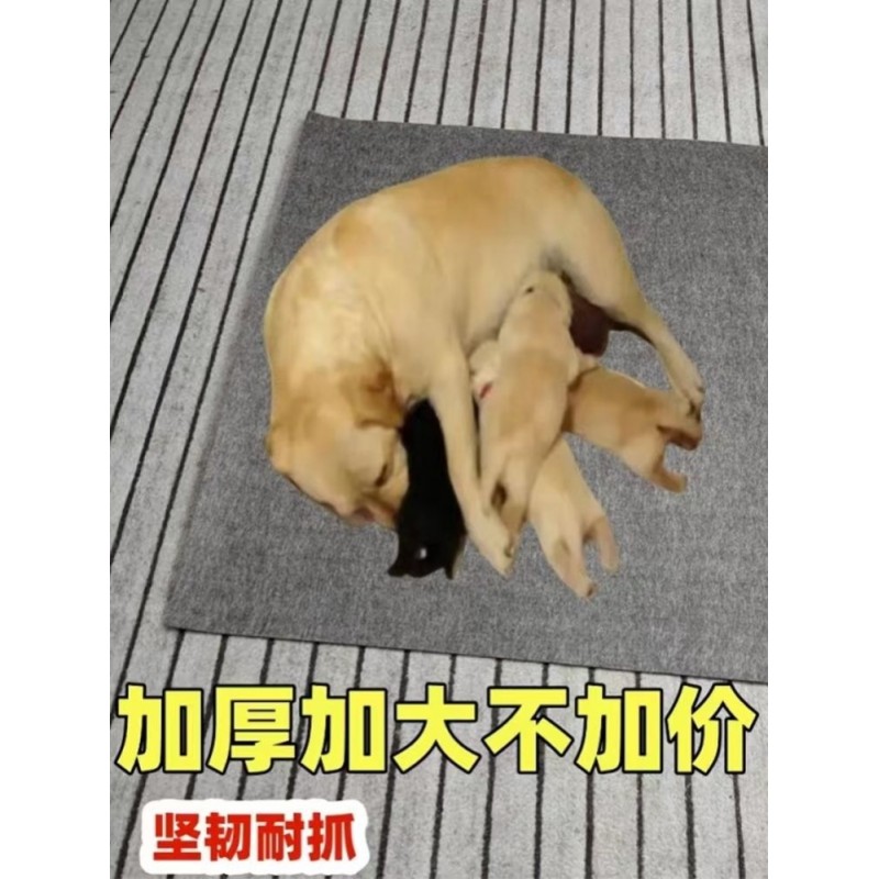 애견매트는 내마모성 및 긁힘 방지 기능이 있어 사계절 내내 사용할 수 있습니다.애견매트의 반복적인 청소.애견 수면 매트.애견 따뜻한 매트.스크래치 방지 매트.