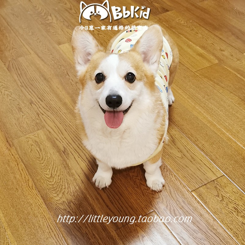 Little B Cub 무료 배송 Ins 스타일 순수 코튼 편안한 커스터드 애완 동물 조끼 Corgi Shiba Inu 옷 개 집 옷