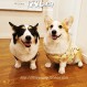 Little B Cub 무료 배송 Ins 스타일 순수 코튼 편안한 커스터드 애완 동물 조끼 Corgi Shiba Inu 옷 개 집 옷