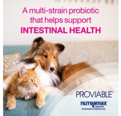 Nutramax Proviable 소화 건강 보조식품 고양이와 개를 위한 다중 계통 프로바이오틱스 및 프리바이오틱스 - 7가지 박테리아 균주 함유, 80캡슐