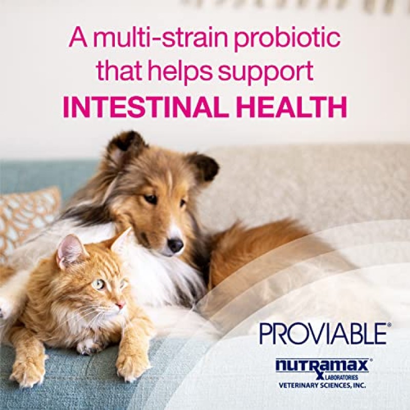 고양이와 소형견을 위한 다중 균주 프로바이오틱스와 프리바이오틱스가 포함된 Nutramax Proviable 소화 건강 보조 식품 키트, 7가지 박테리아, 15mL 페이스트 및 10캡슐 함유