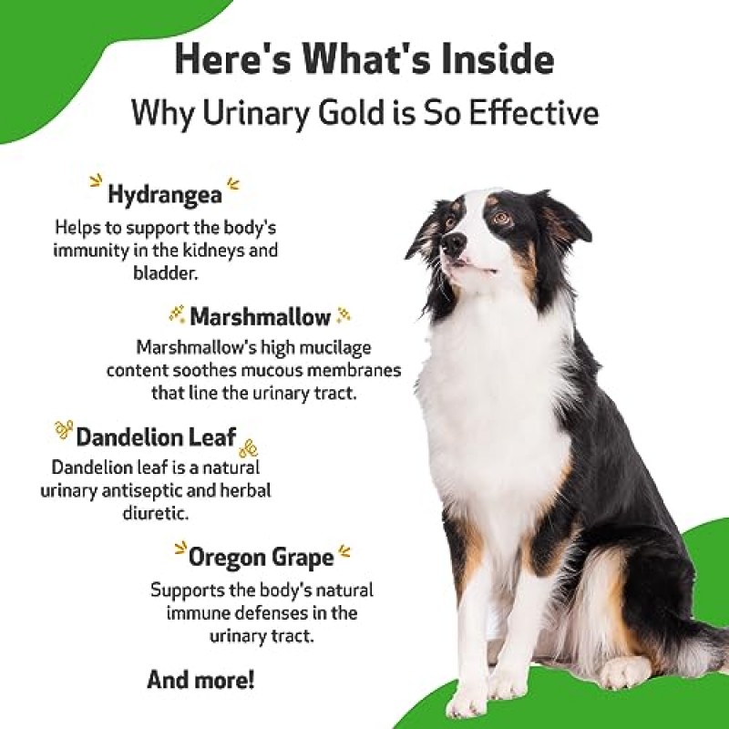 반려견을 위한 Pet Wellbeing Urinary Gold - 수의사 제조 - 반려견 요로 건강, 정상적인 요로 pH 지원 - 천연 허브 보충제 2oz(59ml)