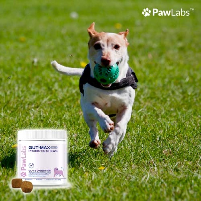 PawLabs Gut-Max 프로바이오틱 츄 - 특허 받은 BC30™ 바실러스 응고균 균주 함유 - 소화 및 면역 지원을 위해 제조된 수의사 - 천연 프로바이오틱 및 프리바이오틱 미생물 - 오리 맛 - 소프트 츄 90개