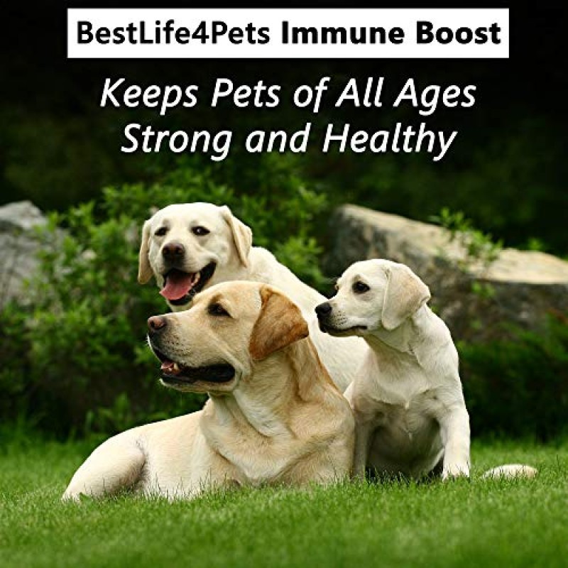 BestLife4Pets 개 건강 관리 콤보 - 천연 개 비타민 및 보충제 - 모두 천연, 복용 용이 - 2 x 450 알약