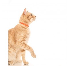 Nuvuq 분리형 스냅 버튼이 있는 편안하고 부드럽고 가벼운 고양이 목걸이(탠저린 오렌지)