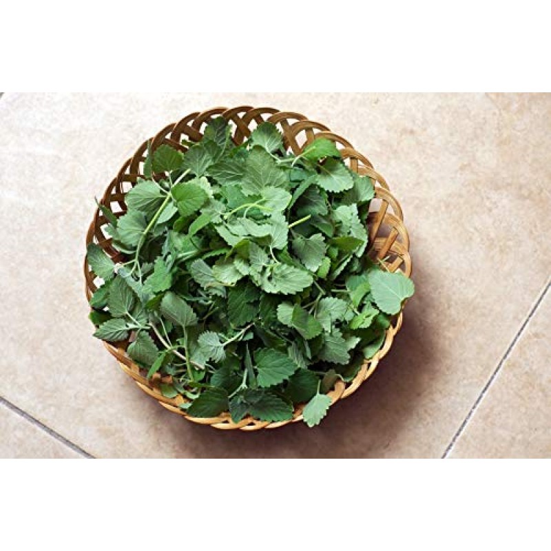 캣닙 허브티(Nepeta cataria L.) - Health Embassy 100% 천연(100g)