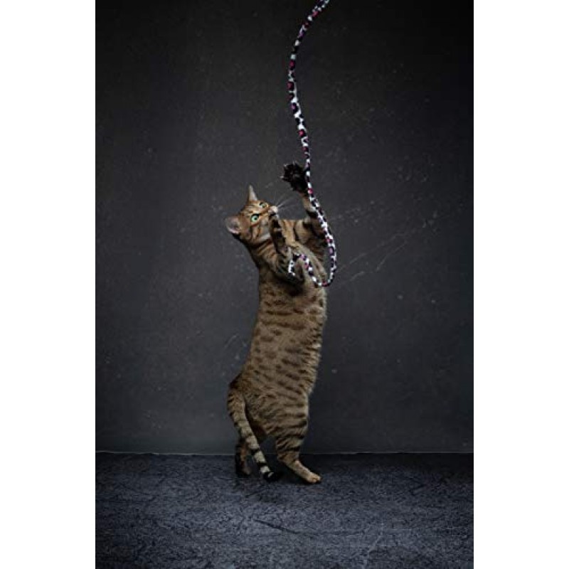 CAT DANCER 정글 고양이 지팡이 2팩, 멀티 컬러(305),중형 품종