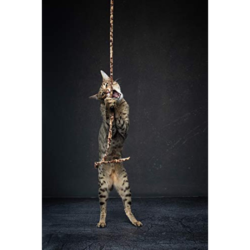 CAT DANCER 정글 고양이 지팡이 2팩, 멀티 컬러(305),중형 품종