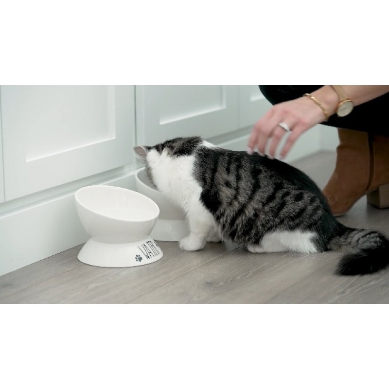 Prefurred 애완 동물 높은 고양이 먹이 그릇 세트 (음식 및 물 고양이 접시) 두 개의 높은 고양이 그릇, 음식과 물을 위한 고양이 접시. 도자기 제기 고양이 그릇, 작은 애완견 그릇. 넓게 기울어진 고양이 먹이 그릇.