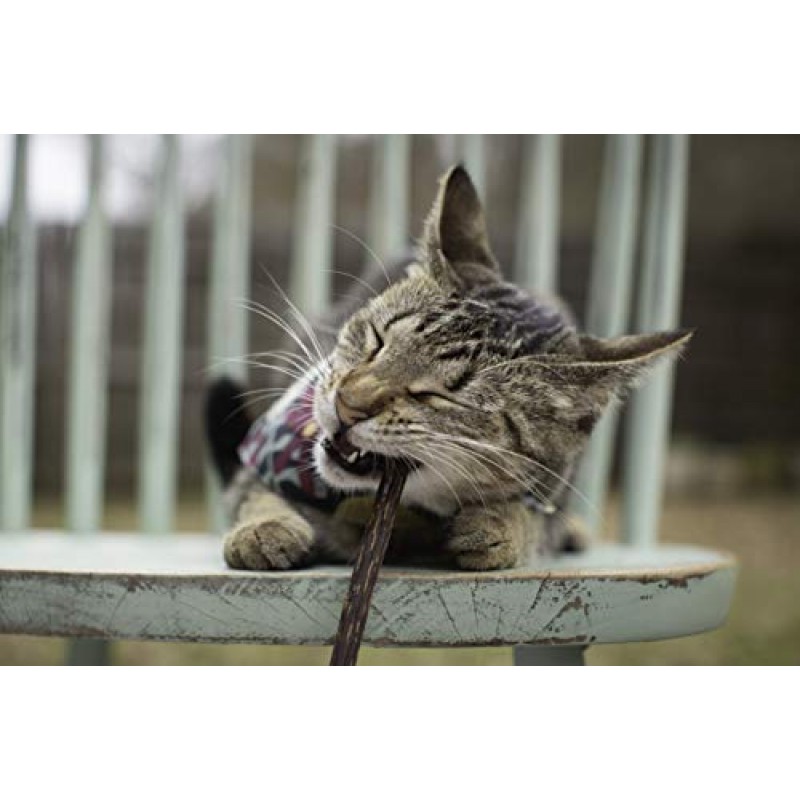 Meowy Janes Matatabi 츄 스틱 2.0 - 실버바인 파우더 코팅 덩굴 - 천연 고양이 장난감 및 고양이 간식