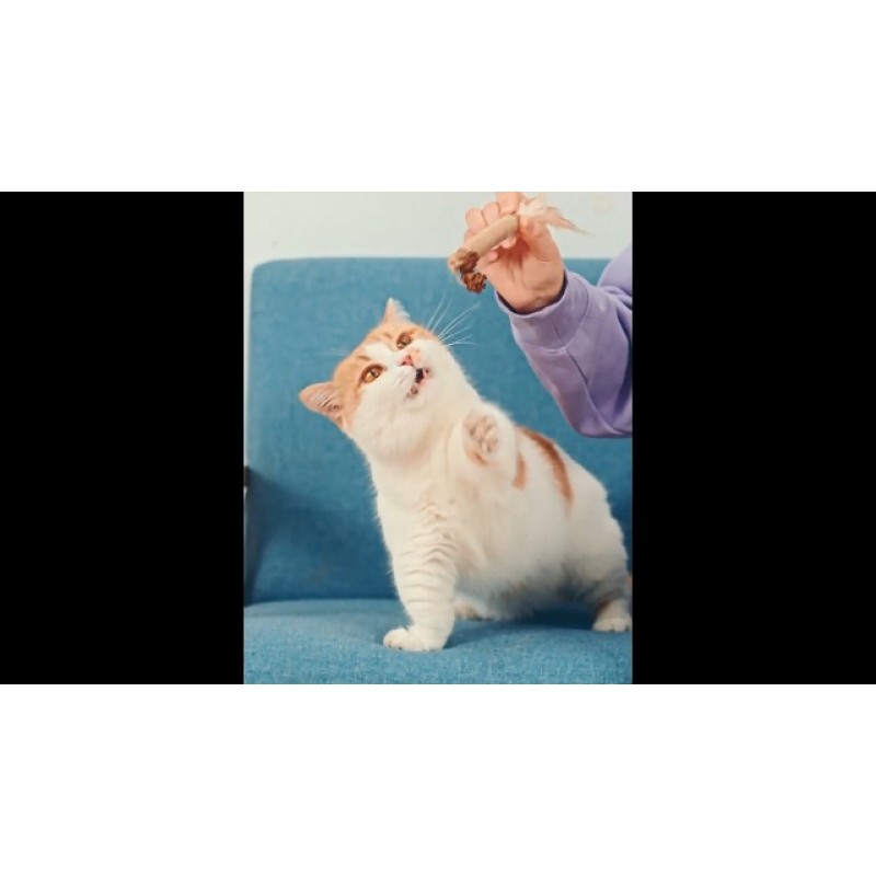 Qzecpd 고양이 장난감 - 실내 고양이를 위한 슈퍼 흡입 컵 및 대화형 새 장난감이 포함된 천연 은덩굴 스틱 - 텀블러 고양이 장난감, 종 및 천연 새 깃털 - 고양이 지팡이 장난감 및 대화형 고양이 장난감