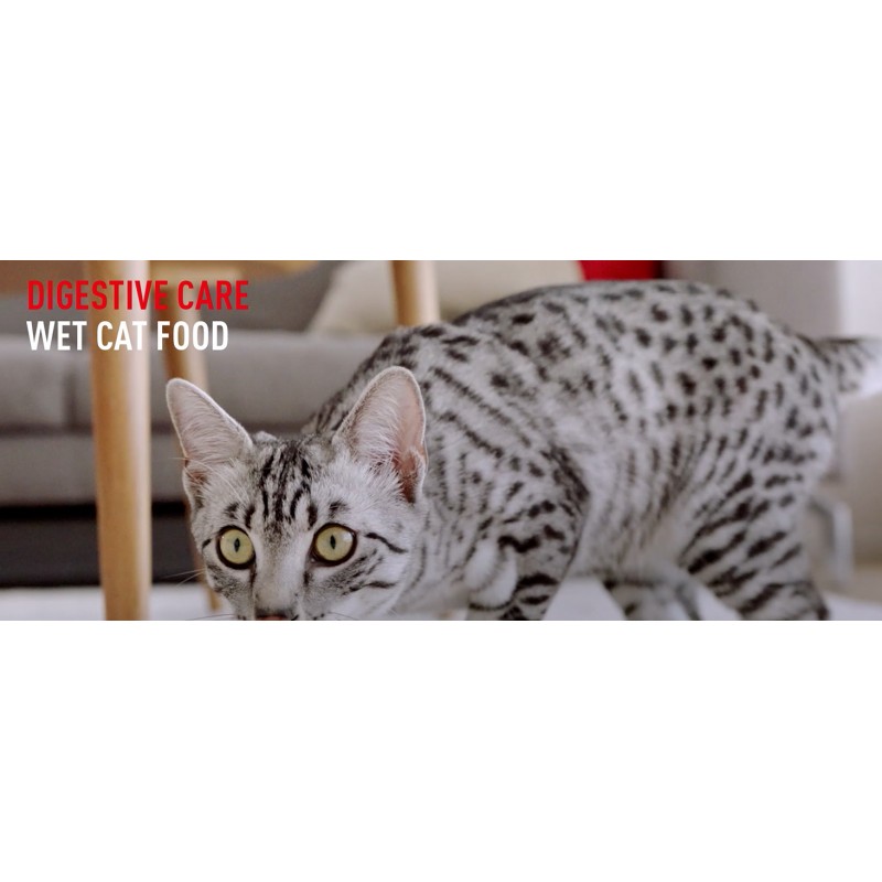 Royal Canin Feline Care Nutrition 다이제스트 센서티브 로프 인 소스 통조림 고양이 사료, 3온스 캔(24팩)