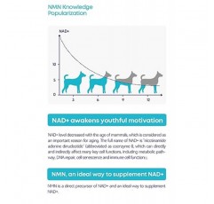 애완동물 수명 연장 세포 영양소 종합 버전 NMN