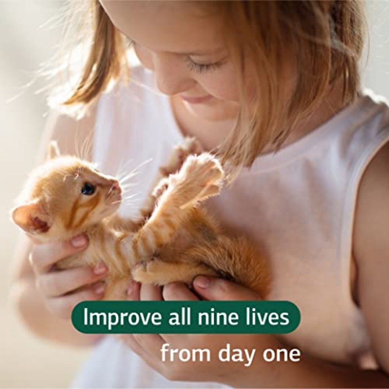 표준 프로세스 - 새끼 고양이 키트 - 새로운 애완동물 보충 키트에는 고양이 전신 지원 및 고양이 면역 시스템 지원이 포함됩니다.