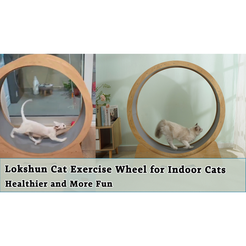 Lokshun 고양이 바퀴, 고양이 스크래쳐가 내장된 3-in-1 고양이 운동 휠, 실내 고양이를 위한 고양이 바퀴 운동기, 브레이크 정지 기능이 있는 천연 나무 고양이 런닝머신, 고양이 건강을 위한 체중 감량 고양이 런닝 휠