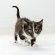 PetAg KMR 새끼 고양이 우유 대체 분말 - 프리바이오틱스 및 프로바이오틱스 - 신생아부터 6주까지 - 새끼 고양이 분유 - 5 lbs (80 oz)