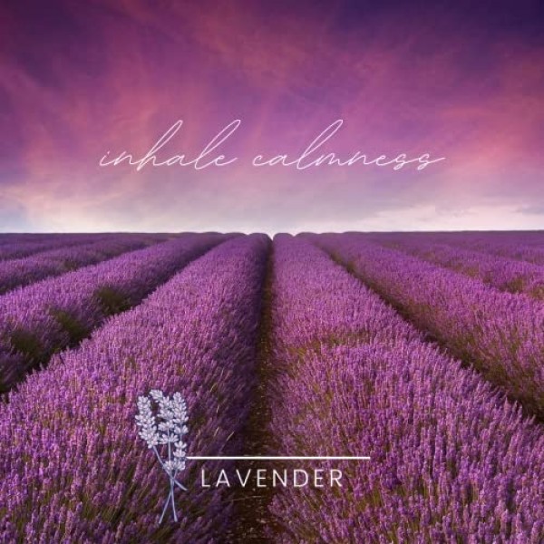 Color Scents 소형 쓰레기 봉투 - 4갤런, 80개 봉지(80개 1팩), 트위스트 타이 - 라벤더 향이 나는 라벤더 봉지(80개 1팩)