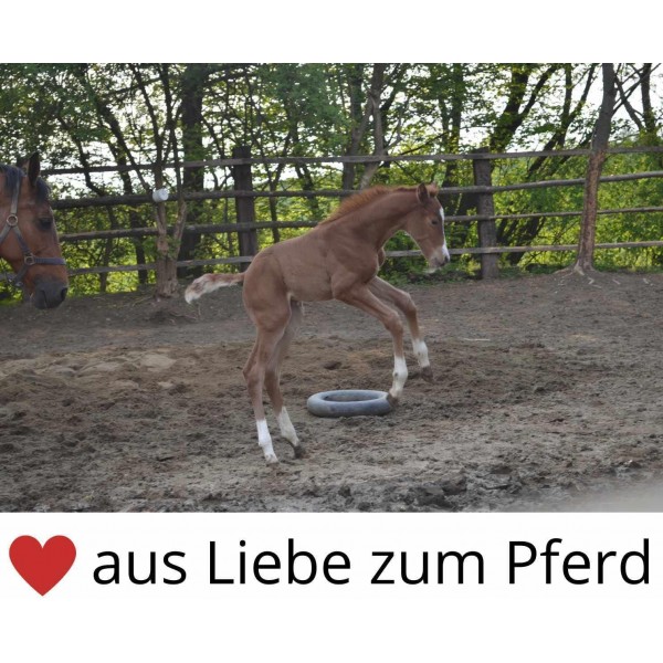 Shetty 망아지 미니 망아지 고삐 조절 가능한 나일론 목마 오렌지