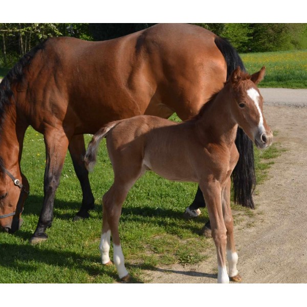 Shetty 망아지 미니 망아지 고삐 조절 가능한 나일론 목마 오렌지