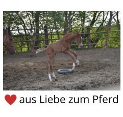 Shetty 망아지 미니 망아지 고삐 조절 가능한 나일론 목마 오렌지