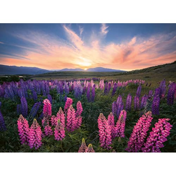 Ravensburger - 성인 직소 퍼즐 - 500피스 퍼즐 - Lupins(Nature Edition) - 성인 및 12세 어린이 - 프리미엄 직소 퍼즐 - 17492