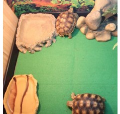 POPETPOP 카펫 Rettile Carpet - 유리 섬유 커버 테라리움의 침구 레틸리 기질 Lucertole Serpenti Tartaruga 토끼 액세서리 Dragon Barbuto - 그린