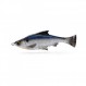 Savage Gear Pulse Tail Shiner 루즈바디 낚시 미끼, 1 1/4온스, 쉐드, 사실적인 윤곽 및 움직임, 내구성 있는 구조, 튼튼한 무게의 낚시 후크 포함, 100% 걸림 방지 디자인