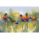 Maxwell & Williams PBD050 Birds of Australia 머그 커피 머그 로리스 머그 인 기프트 박스 도자기 세트 1(1팩)