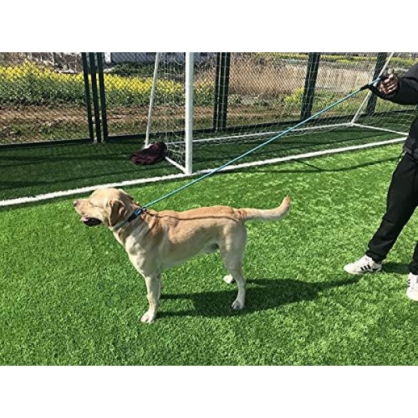 Moonpet 개 가죽 끈 리트리버 가죽 끈 (Stop Moxon Leash 포함) 작은 개, 180cm, 파란색 6 FT * 0.3 ''작은 개 파란색 용 칼라 조절 가능한 가죽 끈이있는 내구성있는 부드러운 반사