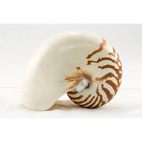 노틸러스 쉘 | 천연 챔버형 노틸러스 조개 4