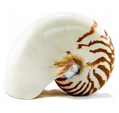 노틸러스 쉘 | 천연 챔버형 노틸러스 조개 4