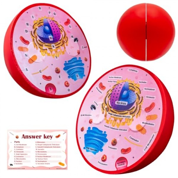 단면 폼 동물 세포 모델 | 교실 학습, 교육 및 STEM 키트에 적합 | 명확하게 표시된 세포 소기관 | 강력한 자석 커넥터 | 생물학, 해부학 및 과학 프로젝트에 유용합니다.