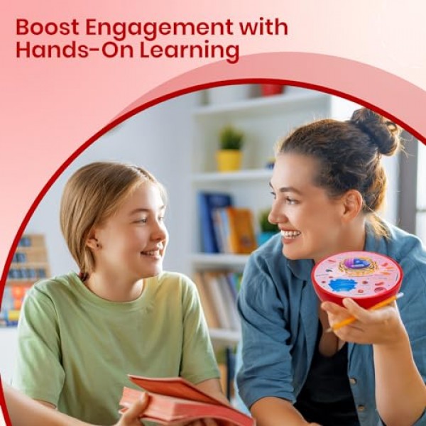 단면 폼 동물 세포 모델 | 교실 학습, 교육 및 STEM 키트에 적합 | 명확하게 표시된 세포 소기관 | 강력한 자석 커넥터 | 생물학, 해부학 및 과학 프로젝트에 유용합니다.