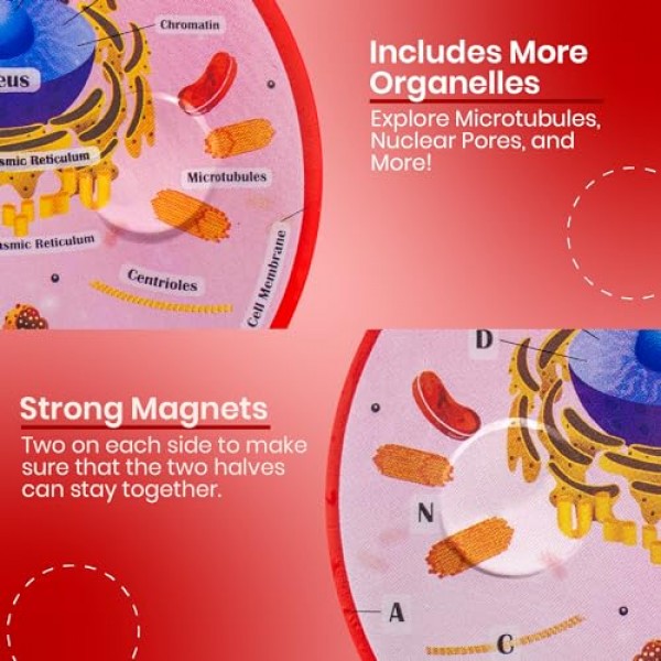 단면 폼 동물 세포 모델 | 교실 학습, 교육 및 STEM 키트에 적합 | 명확하게 표시된 세포 소기관 | 강력한 자석 커넥터 | 생물학, 해부학 및 과학 프로젝트에 유용합니다.